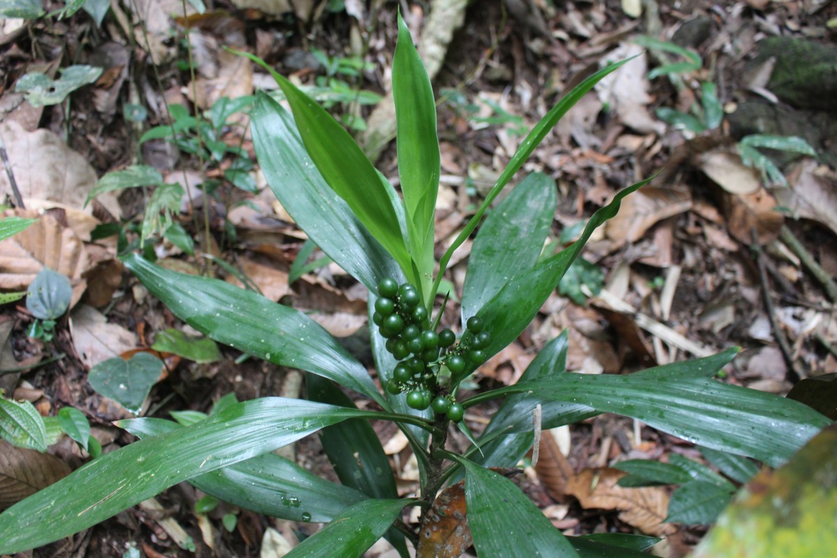 Dracaena thwaitesii Regel